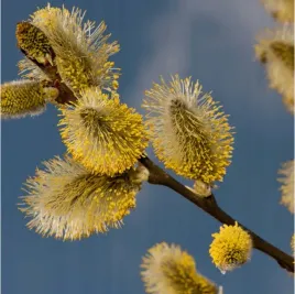 c2-wierzba-wiciowa-salix-vinimilis-miododajna-sadzonka-70-90-cm