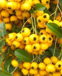 gk-ognik-szkarlatny-soleil-d-or-pyracantha-zimozielony-zolte-korale