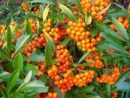 gk-ognik-szkarlatny-orange-glow-pyracantha-zimozielony-pomaranczowe-korale