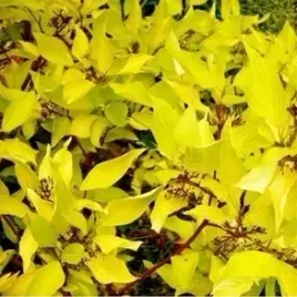 gk-deren-bialy-cornus-alba-aurea-zolte-liscie-czerwone-pedy-80-121-cm
