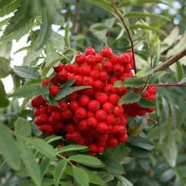 p11-jarzab-pospolity-sorbus-aucuparia-80-120-cm