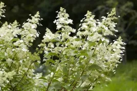 p9-hortensja-bukietowa-kyush