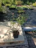 c2-tawula-anthony-waterer-20-30-cm-wysokosc-sadzonki-20-30-cm