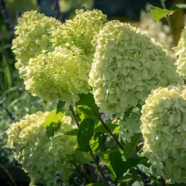 c2-hortensja-bukietowa-lime-light