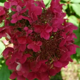 p9-hortensja-bukietowa-czerwonokwiatowa-hydrangea-paniculata