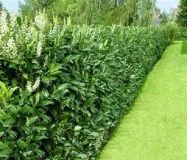 m-laurowisnia-wschodnia-caucasica-zimozielona