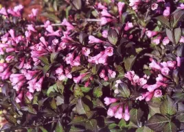 c2-krzewuszka-cudowna-weigela-nana-purpurea-40-60