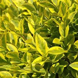 c2-ligustr-zimozielony-aureum-20-40-cm