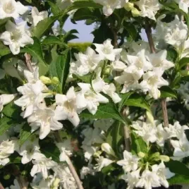 p9-krzewuszka-cudowna-weigela-candida