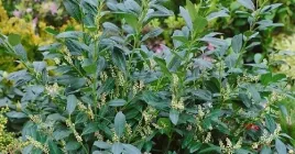 m-laurowisnia-wschodnia-van-nes-100-sztuk