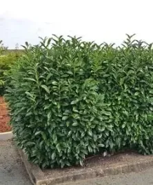 p9-szybkorosnaca-laurowisnia-wschodnia-novita-idealna-na-zywoploty-prunus