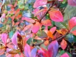 p9-berberys-thunberga-parkjuweel-10-20-cm-piekne-liscie-miododajny