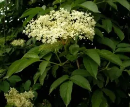 p11-bez-czarny-leczniczy-sambucos-nigra-owoce-bogate-w-witamine-c