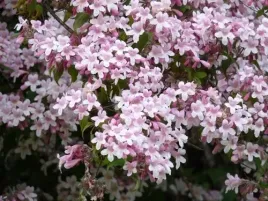 p9-kolkwicja-chinska-kolkwitzia-amabilis