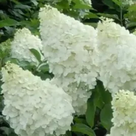 c2-hortensja-bukietowa-polar-bear-hydrangea-paniculata-intensywna-biel