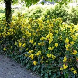 p11-mahonia-pospolita-zlote-kwiaty-w-ogrodzie
