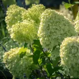c2-hortensja-bukietowa-lime-light