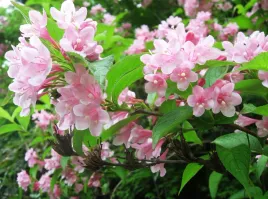 gk-krzewuszka-cudowna-weigela-florida-80-120-cm-obficie-kwitnaca