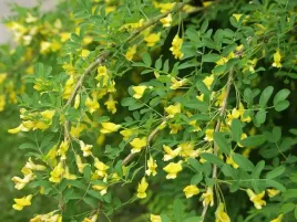 p11-karagana-syberyjska-caragana-arborescens