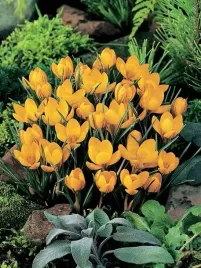 krokusy-krokus-zolty-geel-5-szt-cebulki-cebule-kwiaty-zloty