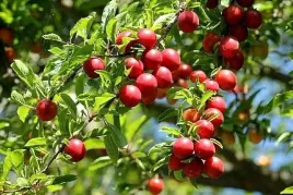 p11-sliwa-alycza-prunus-cerasifera-mirabelka-mirabelki-130-150-cm