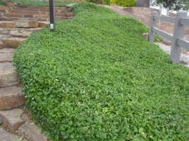 p9-trzmielina-euonymus-coloratus-okrywowa-zimozielona