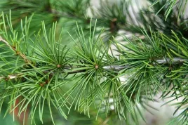 p11-cedr-himalajski-cedrus-deodora