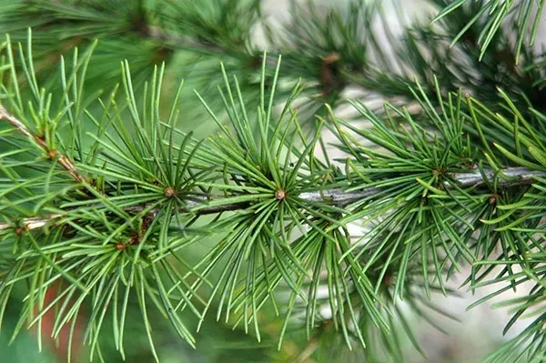 p11-cedr-himalajski-cedrus-deodora