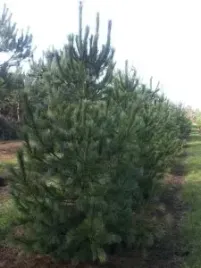 p9-sosna-rumelijska-pinus-peuce-nietypowa-odmiana