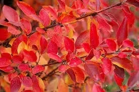 p11-irga-blyszczaca-cotoneaster-lucidus