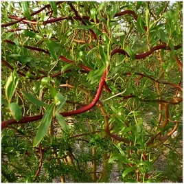 gk-wierzba-mandzurska-30-50-cm-miododajna-szybko-rosnaca-na-szpaler