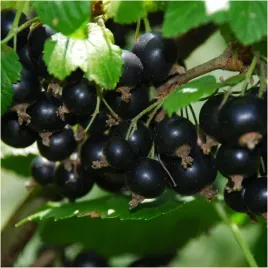 c25-porzeczka-czarna-titania-plenna-sadzonka-porzeczki-120-150-cm