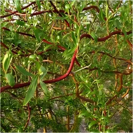 gk-wierzba-mandzurska-80-120-cm-miododajna-szybko-rosnaca-na-szpaler