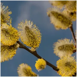 gk-wierzba-wiciowa-salix-vinimilis-miododajna-sadzkonka-40-60-cm