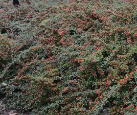 p9-irga-coral-beauty-niski-krzew-zimozielony-miododajny-latwa-uprawa