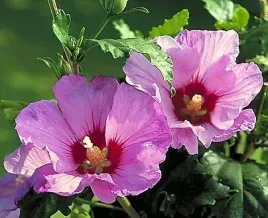 c2-ketmia-syryjska-hibiscus-roza-chinska-hibiskus