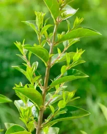 gk-ligustr-zimozielony-atrovirens-szybki-zywoplot-20-40-cm-ligustrum