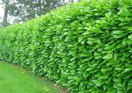 p9-laurowisnia-wschodnia-rotundifolia-15-25-cm-najpopularniejszy-krzew