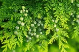 p9-thuja-tuja-aureospicata-zywoplot
