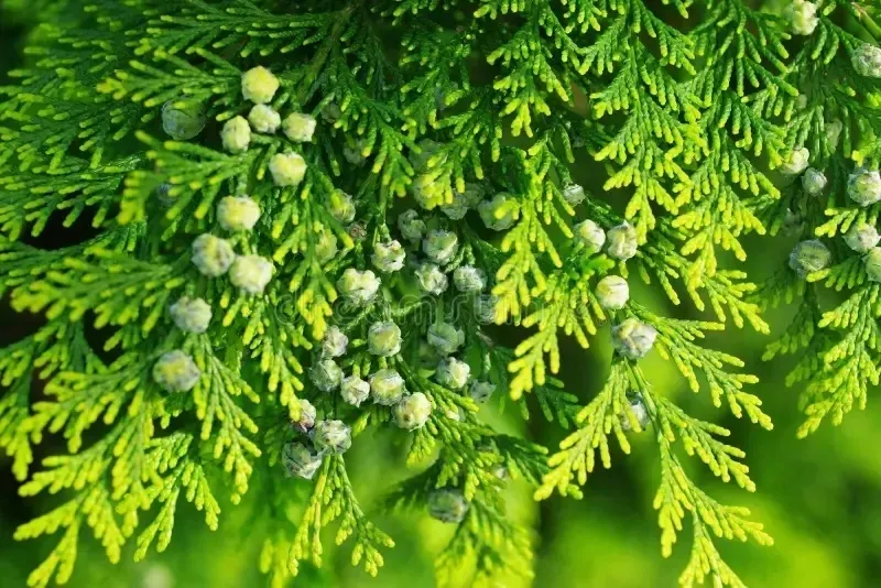 p9-thuja-tuja-aureospicata-zywoplot
