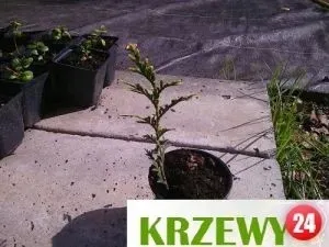 p9-thuja-tuja-aureospicata-zywoplot-roslina-w-postaci-sadzonka-w-pojemniku-05-1l
