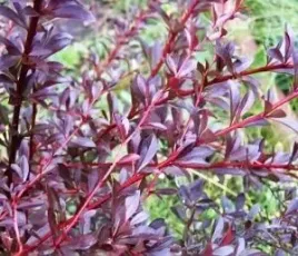 p9-berberys-thunberga-red-chief-zywoplot-miododajny
