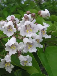 p11-surmia-katalpa-bialokwiatowa-30-40-cm