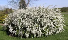 p9-tawula-van-houtte-a-snieznobiala-wiosna