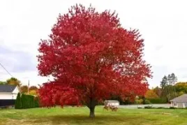 p9-klon-czerwony-acer-rubrum-miododajny-30-50-cm