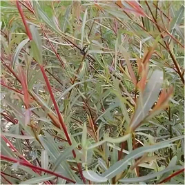 c2-wierzba-purpurowa-salix-purpurea-130-150-cm-sadzonka