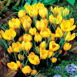krokus-wiosenny-dorothy-5-szt-cebulki-cebule-kwiaty-zloty