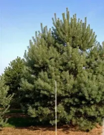 gk-sosna-pospolita-pinus-sylvestris-20-40-cm