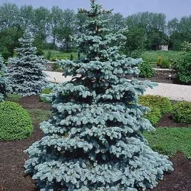 zywa-choinka-swierk-srebrny-60-80-cm-picea-pungens