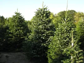 gk-jodla-kaukaska-20-40-cm-abies-kaukasika-piekna-sadzonka